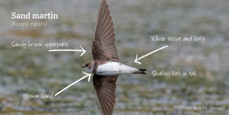 Sand martin