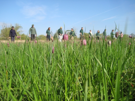 BBOWT staff counting Snakeshead fritillaries at Iffley Meadows