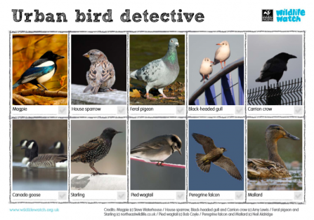 Urban bird detective