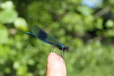 Banded demoiselle damselfly