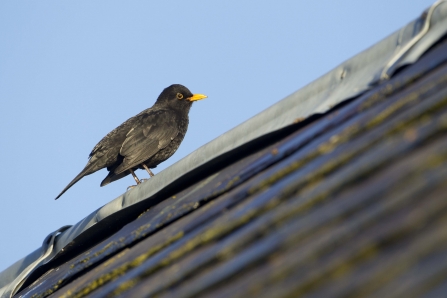 Blackbird on roof