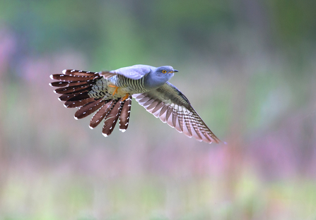 Cuckoo in flight