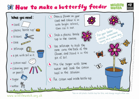 How to make a butterfly feeder