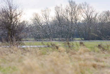 Lapwing and golden plover at Chimney Meadows