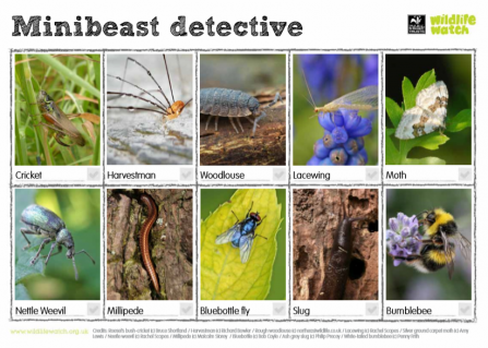 Minibeast detective sheet