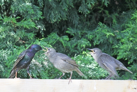 Fledglings