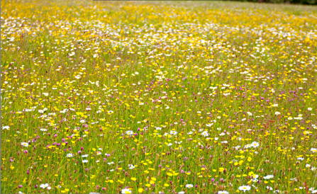 Wildflowers