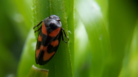 Red and black froghopper