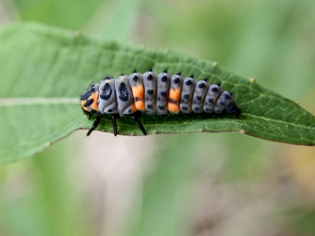 7 spot ladybird larva