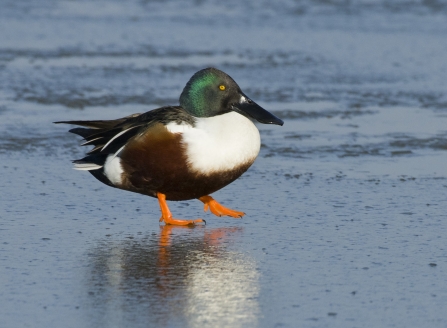 Shoveler by Bertie Gregory/2020Vision