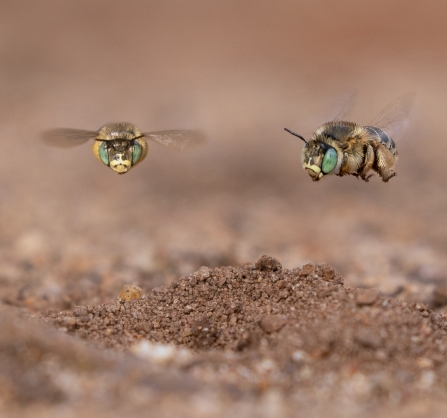 Male hairy-footed flower bees by John Hawkins/Surrey Hills Photography