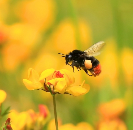 Red-tailed bumble bee by John Hawkins/Surrey Hills Photography