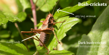 Dark_Bush_Cricket