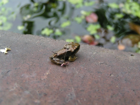 Froglet