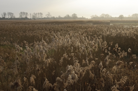 Great Fen