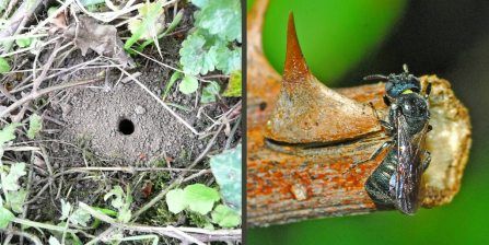 Miner bee hole by Karen Lloyd; blue carpenter bee by Hectonichus CC BY-SA 4.0