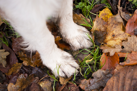Dog feet and autumn leaves