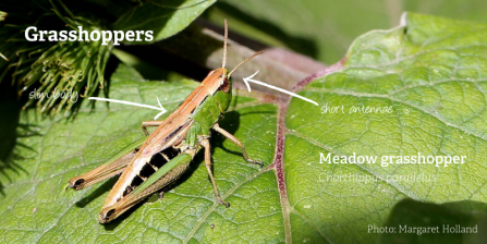 Meadow_grasshopper