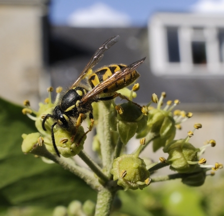 Common wasp by Nick Upton/2020Vision