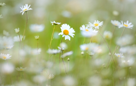 Oxeye daisies