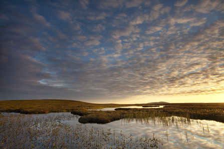 A waterlogged peat bog landscape. Picture: Mark Hamblin 2020 VISION