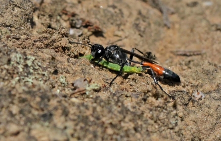 Sand wasp by Margaret Holland