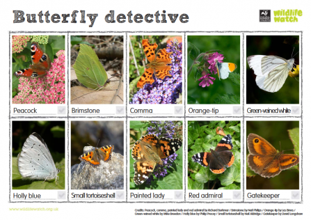 Butterfly spotter sheet