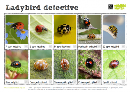 Ladybird detective spotter sheet