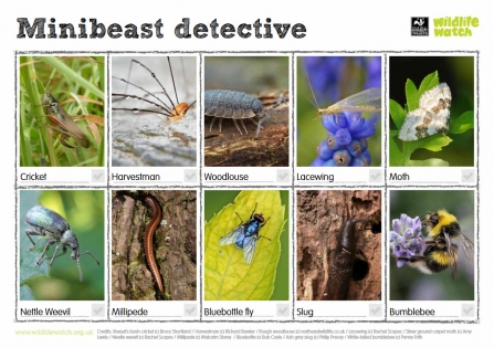 Minibeast detective spotter sheet