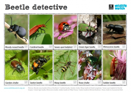 Beetle detective