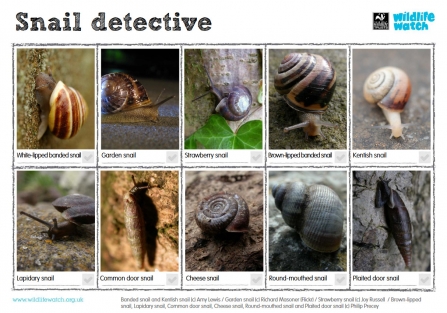 Snail detective spotter sheet