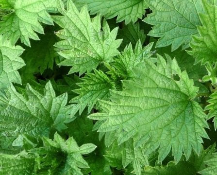 Nettles by Harry Green