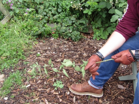 Removing leaves from stalk