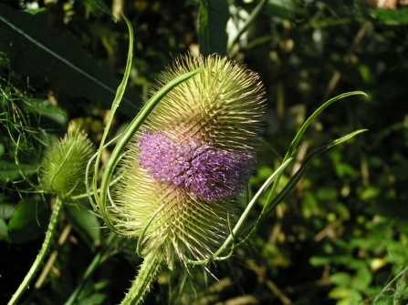 Teasel