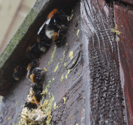 Tree bumblebees by Alan Wright