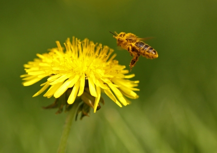 Bee and dandelion