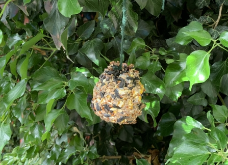 Pine cone bird feeder