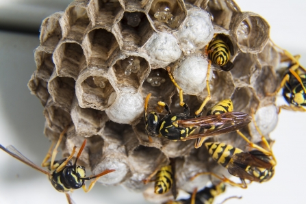 Inside a wasps' nest