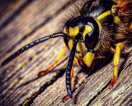 Wasp closeup by Macro.Paul