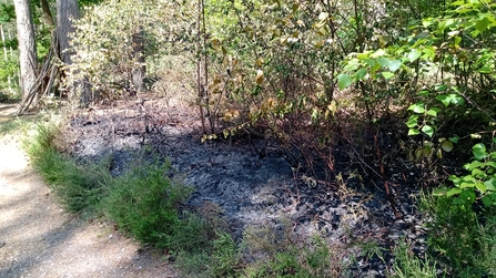 Wokefield Common fire damage