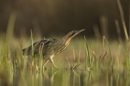 Bittern by Jamie Hall