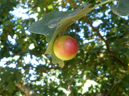 Cherry gall