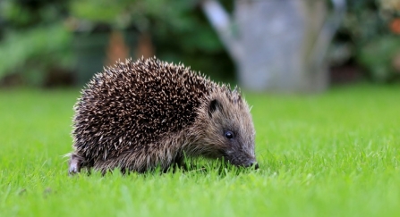 Hedgehog by Tom Marshall