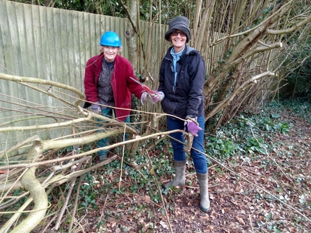 Volunteers laying hedge at Rectory Farm