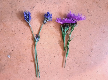 Knapweed and lavender