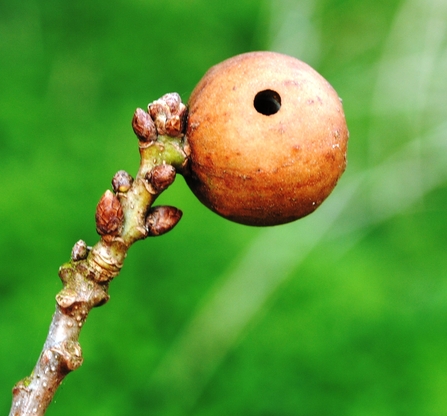 Oak marble gall