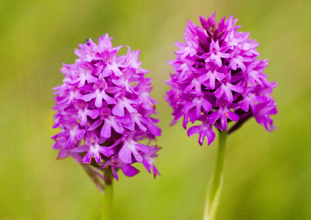 Pyramidal orchids