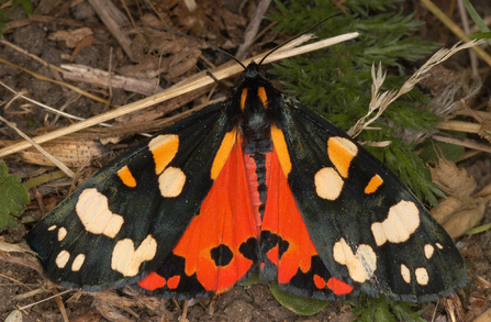 Scarlet tiger moth