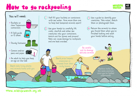 Rockpooling activity sheet