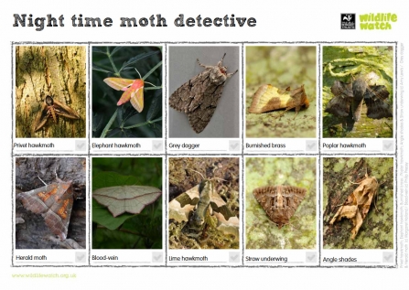 Moth spotter sheet